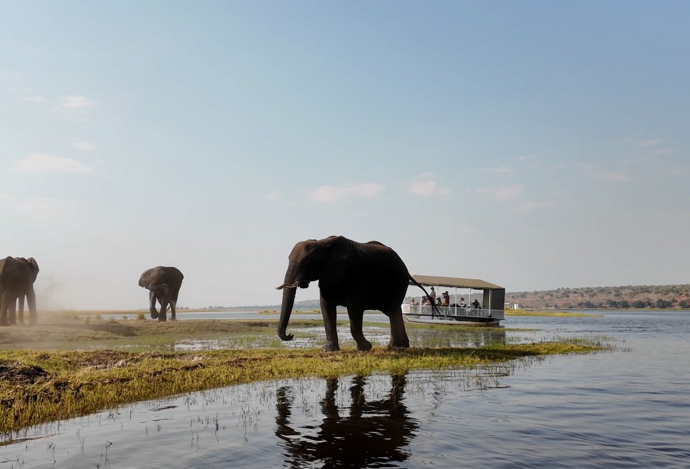 Faszination Chobe: zwischen Elefantenherden und Flusslandschaft